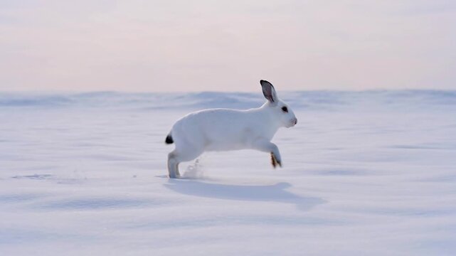Snowy Hare Running in Winter Landscape