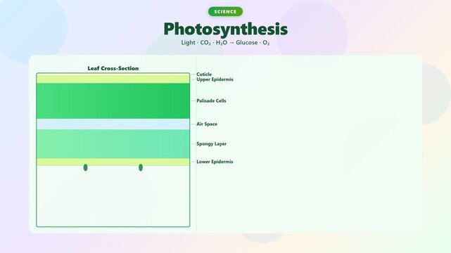 Detailed Explanation of Photosynthesis Process in Plants.