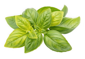 Fototapeta premium A bunch of fresh basil leaves