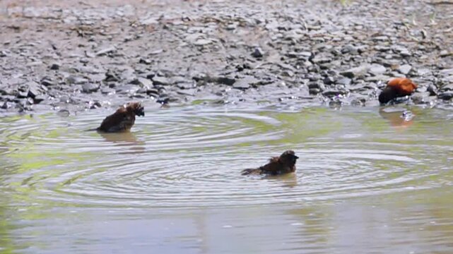 tree sparrows (Passer montanus) and Eastern black-headed munia (Lonchura atricapilla) bathe in a puddle