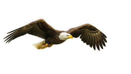 Obraz premium A majestic bald eagle in flight on transparent background