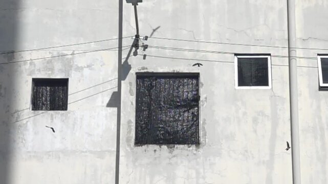 Swallows like sand martin (Riparia riparia) circle around an abandoned house, get through the window. Malaysia. Slow motion