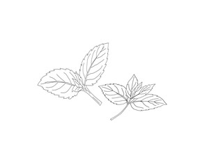 Mint leaves botanical line art illustration. Peppermint herb plant leaf hand drawn vector. Organic herbal ingredient outline drawing. Aromatic kitchen herb botanical sketch. Natural plant foliage mini © Ani