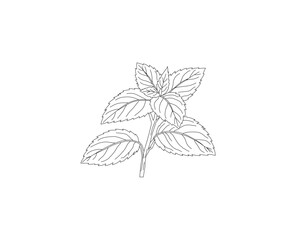 Mint leaves botanical line art illustration. Peppermint herb plant leaf hand drawn vector. Organic herbal ingredient outline drawing. Aromatic kitchen herb botanical sketch. Natural plant foliage mini © Ani