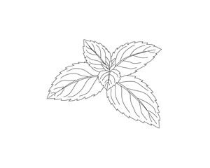 Mint leaves botanical line art illustration. Peppermint herb plant leaf hand drawn vector. Organic herbal ingredient outline drawing. Aromatic kitchen herb botanical sketch. Natural plant foliage mini © Ani