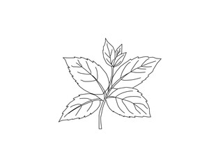 Mint leaves botanical line art illustration. Peppermint herb plant leaf hand drawn vector. Organic herbal ingredient outline drawing. Aromatic kitchen herb botanical sketch. Natural plant foliage mini © Ani