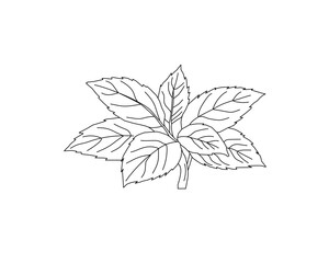 Mint leaves botanical line art illustration. Peppermint herb plant leaf hand drawn vector. Organic herbal ingredient outline drawing. Aromatic kitchen herb botanical sketch. Natural plant foliage mini © Ani
