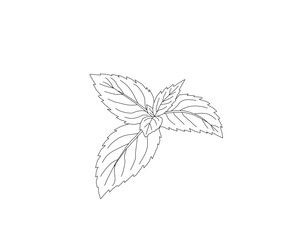 Mint leaves botanical line art illustration. Peppermint herb plant leaf hand drawn vector. Organic herbal ingredient outline drawing. Aromatic kitchen herb botanical sketch. Natural plant foliage mini © Ani