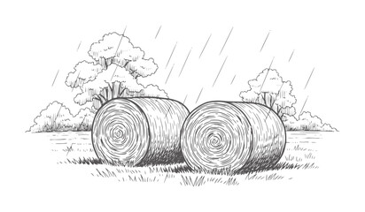 Two round hay bales in a field during a rain shower grass © Mollica