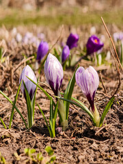 spring crocus flowers
