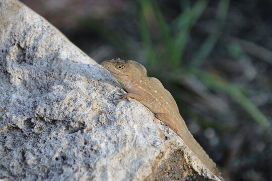 Anolis