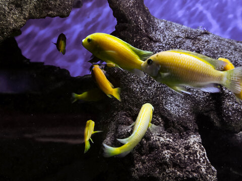 Malawi golden cichlids or labidochromis caeruleus colony in a rift lake themed home aquarium.