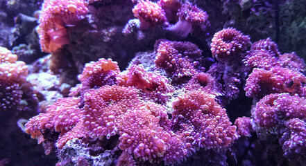 Obraz premium A cluster of vibrant corals attached to rocks in a brightly lit aquarium showcases rich marine diversity.