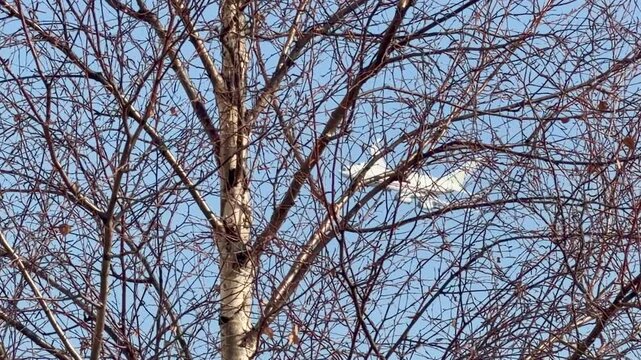  Ilyushin Il-76 transport aircraft flying over the city against a blue sky, seen through tree branches. Russian aviation in flight.