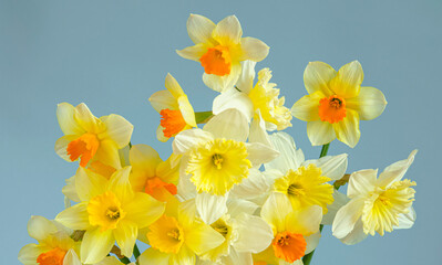 Obraz premium Vibrant bouquet of yellow daffodils with bright orange centers on blue background, detailed petals and stems, fresh spring bouquet style, copy space