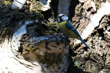 Blaumeise bei der Suche nach einer Nisthöhle © Karin Jähne