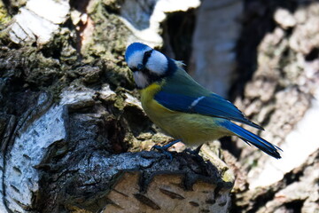 Blaumeise bei der Suche nach einer Nisthöhle © Karin Jähne
