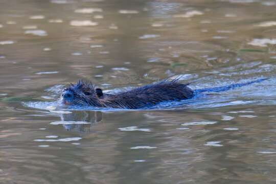 Nutria im Fr&uuml;hjahr an der Spree