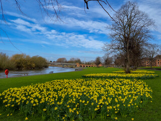 Obraz premium Beautiful Daffodils growing in early spring 2026 near the river Trent in Nottingham, UK.