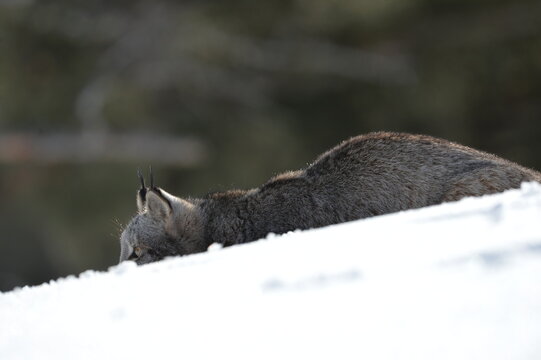Lynx hiding in the snow