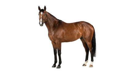 Obraz premium Beautiful Brown Chestnut Horse Standing Side View Isolated on White Background, Equestrian Animal Portrait Photography