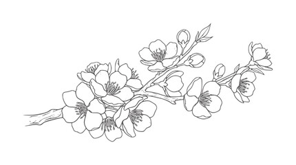 Delicate line of blooming cherry blossom branch with buds flower © Moen