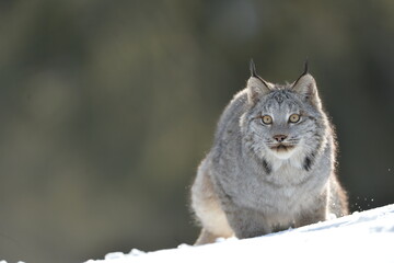 lynx in the snow © Rick Sroka 