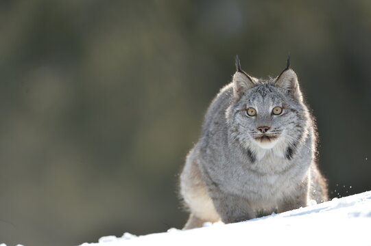 lynx in the snow