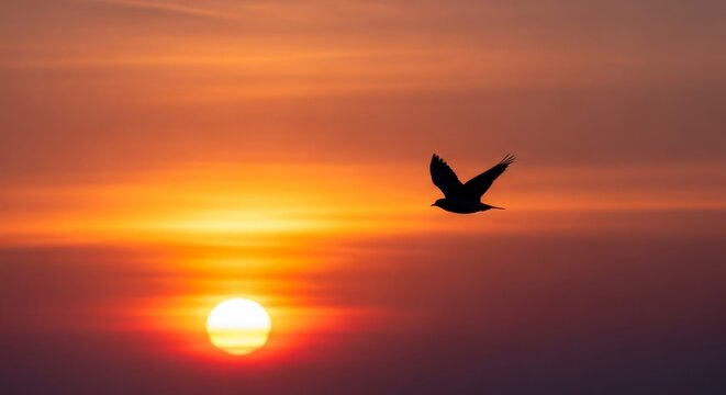 Silhouette of bird soaring during sunset with vibrant orange and red sky