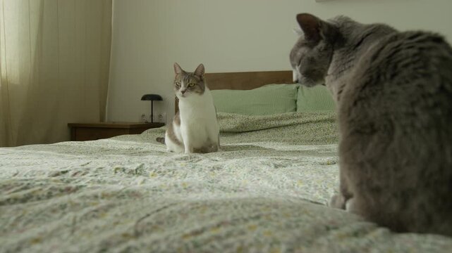 Two unfriendly cats facing each other on bed