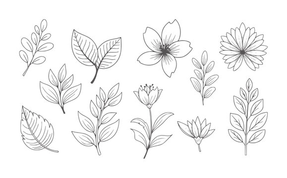 Collection of hand drawn botanical and flowers in outline style