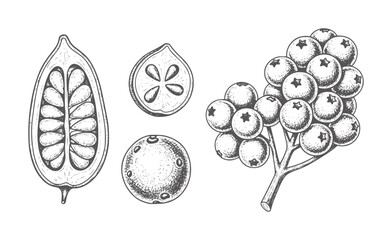 Hand drawn botanical of berries and fruit cross sections berry vintage natural © Muskan