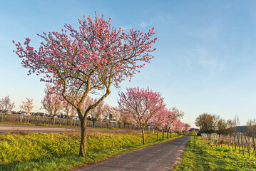 Obraz premium Almond blossoms along the German Wine Route, Bad Durkheim, Rhineland-Palatinate, Germany