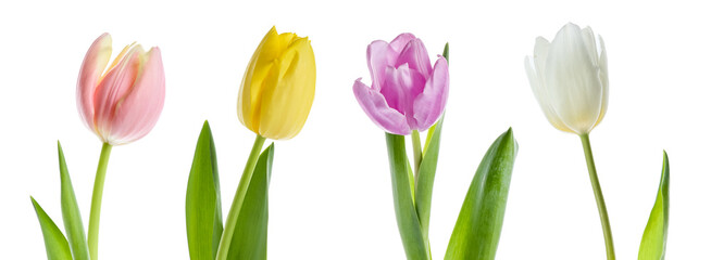 Obraz premium Collage of beautiful tulip flowers on white background