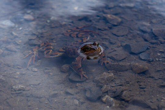 Frosch im Christlessee im Fr&uuml;hling w&auml;hrend der Paarungszeit, der ruhig aus dem klaren Wasser blickt
