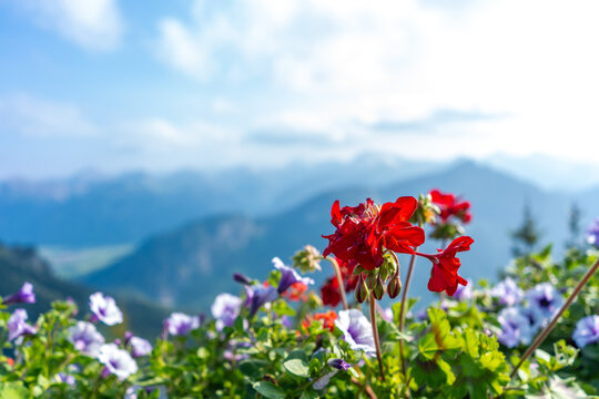 Rote Geranien vor der Bergkulisse der Allg&auml;uer Alpen.