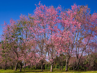 Naklejka premium Beautiful rural scene of Thai tribe village with wild himalayan cherry tree blooming in springtime at Ban Rong Kla, Phu Hin Rong Kla National Park,Thailand..