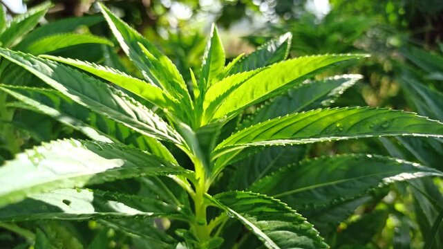 Lush Lycopus lucidus plants grow with vibrant green leaves and upright stems, showcasing the natural beauty of wetland vegetation in a calm and refreshing setting.