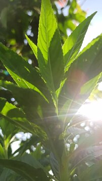 Lush Lycopus lucidus plants grow with vibrant green leaves and upright stems, showcasing the natural beauty of wetland vegetation in a calm and refreshing setting.