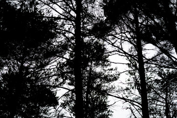 Obraz premium Forrest View 46