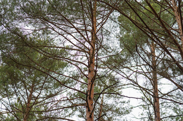 Fototapeta premium Forrest View 44