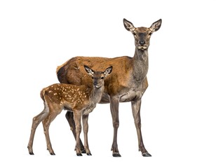Fototapeta premium Doe & fawn, standing closely, facing forward. Isolated on white background, studio lighting, natural