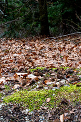 Obraz premium Forrest View 11