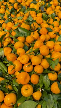 A large pile of fresh santang oranges, a common orange during Chinese New Year celebrations.