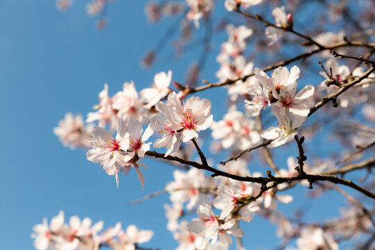 Fleurs rose clair en gros plan sur une branche d'amandier, ciel bleu en arri&egrave;re-plan, printemps