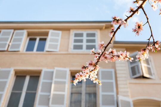 Branche de fleurs d'amandier illumin&eacute;e par le soleil au premier plan, b&acirc;timent ancien de ville avec grandes fen&ecirc;tres et volets en bois, ciel bleu en arri&egrave;re-plan, sud de la France