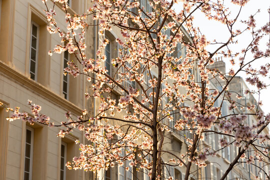 Arbre d'amandier en fleur illumin&eacute; par le soleil de fin d'apr&egrave;s-midi en ville, immeuble ancien typique en arri&egrave;re-plan