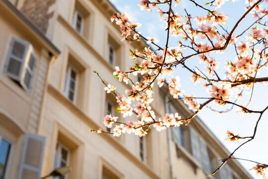 Amandiers en fleurs sur des branches illumin&eacute;es par le soleil au premier plan &agrave; droite de l'image, fa&ccedil;ade d'un immeuble ancien de ville, ciel bleu en arri&egrave;re-plan, sud de la France