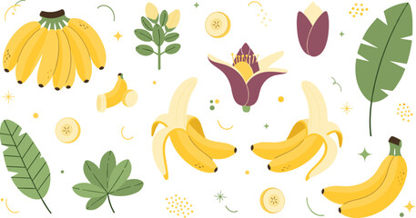 Obraz premium Tropical banana fruit botanical set with whole bunches peeled fruit banana flower blossoms and exotic green leaves flat vector illustration isolated on white background.
