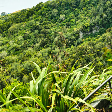 lush, green hillside dominated by native vegetation including Harakeke (New Zealand flax) in the foreground. 